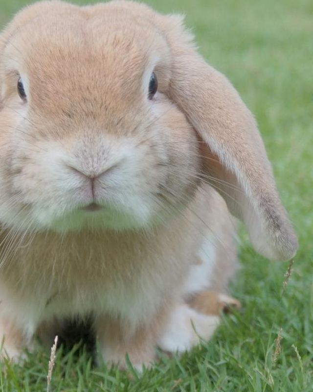 Lapin, lapin